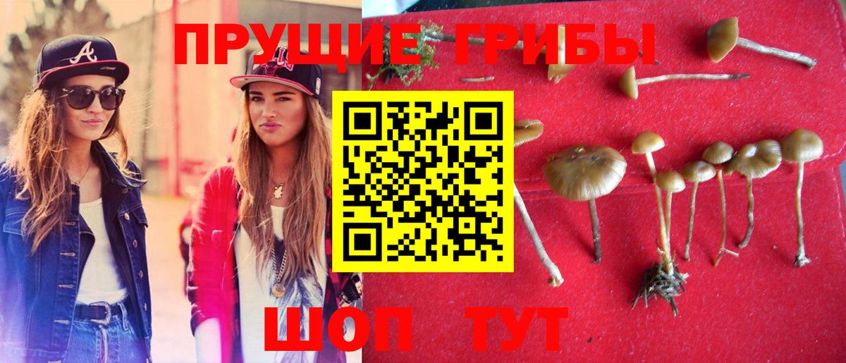 Псилоцибиновые грибы Psilocybe  Галлюциногенные грибы Psilocybe  Апрелевка  Вход с VPN 